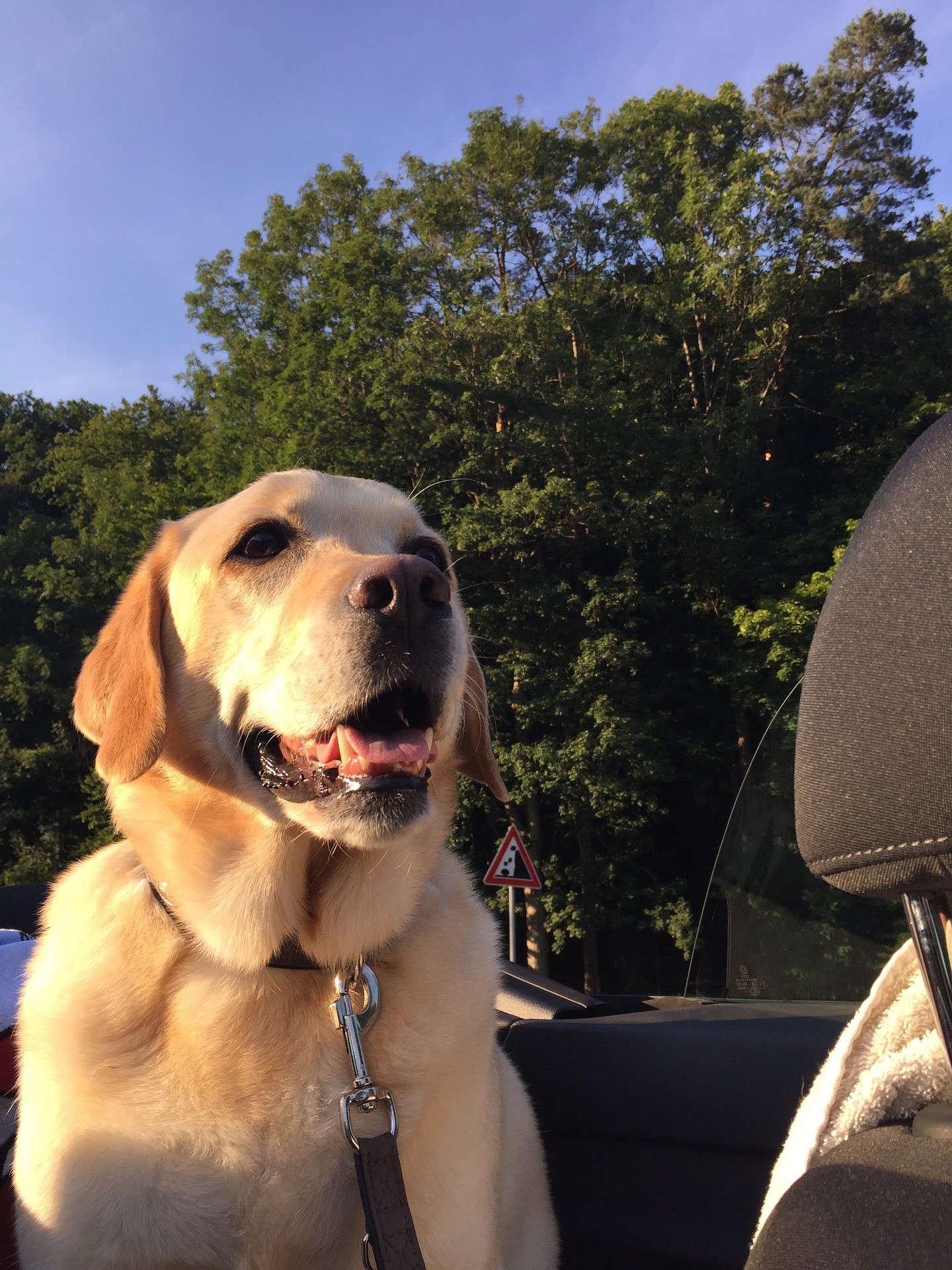 Dog Riding in the Back Seat of a Car